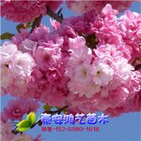 8公分樱花 8公分樱花树 