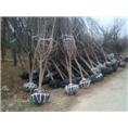 山东樱花供应--樱花装车现场
