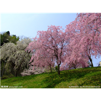 山东樱花批发【山东樱花风景照】