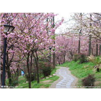 山东樱花出售【山东樱花大量出售】