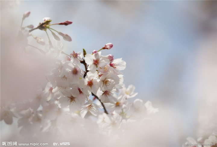 山东樱花出售，【他人眼中的樱花】