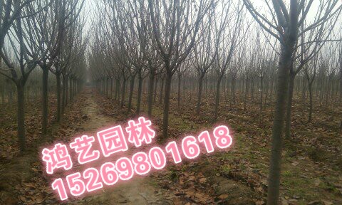 泰安樱花+5公分樱花-6公分樱花+樱花价格