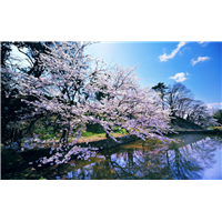 山东樱花批发，【照相机眼中的樱花】