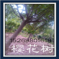 山东15公分樱花-15公分樱花价格 