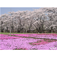 山东樱花批发，【山东樱花批发开启舔屏模式】