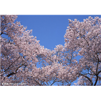 山东樱花出售，山东樱花销售●◎舔屏了