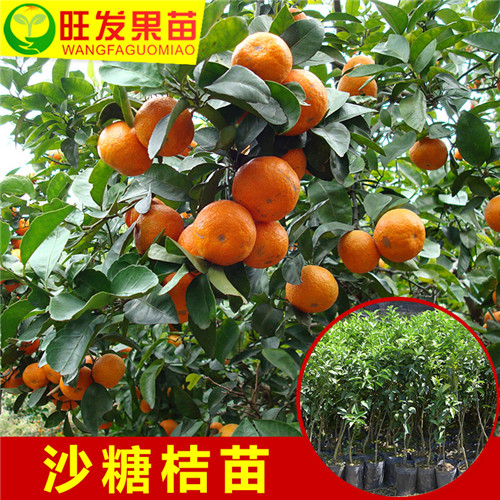 广西砂糖桔价格\广西砂糖桔苗\广西果苗 