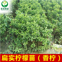 广东柠檬苗价格，广东柠檬苗，广东扁实柠檬苗 