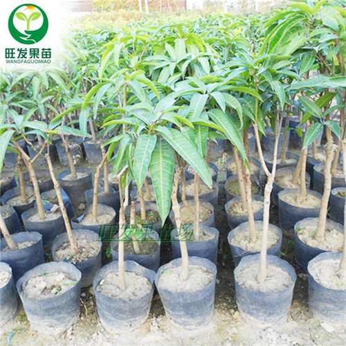 惠州果苗，惠州澳芒果苗，惠州出售澳芒果苗 