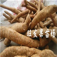 广东牛大力苗基地，广东牛大力苗价格 