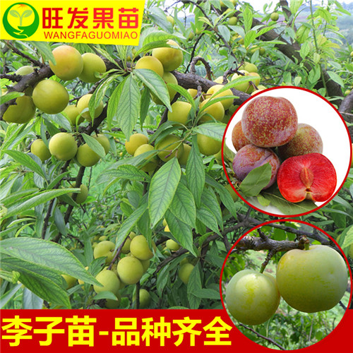 广东三华李苗，广东李子苗，广东果树苗 
