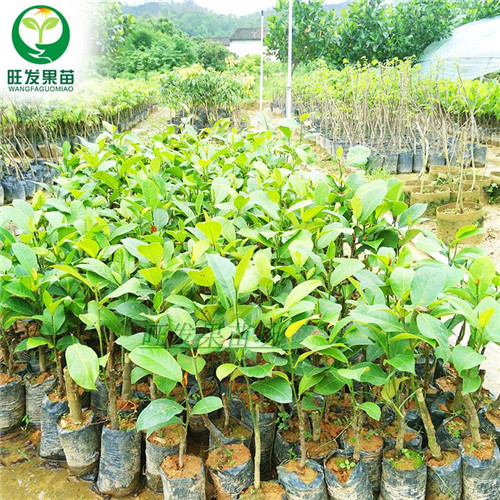 深圳四季菠萝蜜，深圳四季菠萝蜜苗 