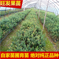 广东蓝莓苗基地，广东蓝莓苗，惠州蓝莓苗 