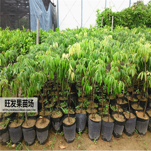 广东无核荔枝批发，广东荔枝苗基地 
