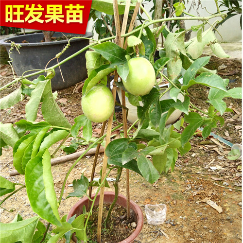 深圳百香果苗基地，深圳百香果苗批发 