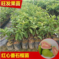 惠州四季红心番石榴苗，广东四季红番石榴苗 