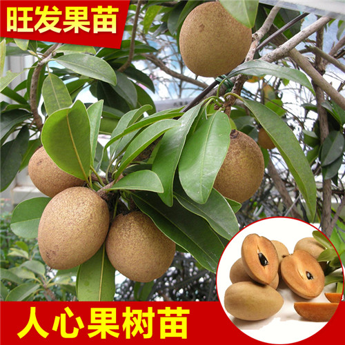惠州果苗，惠州人心果苗，广东人心果苗 