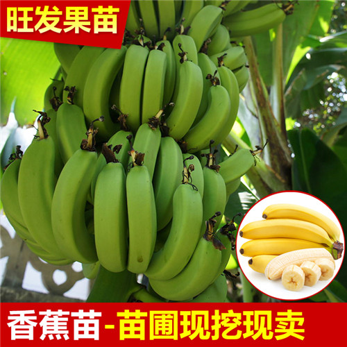 哪里有香蕉苗卖？惠州香蕉苗批发 