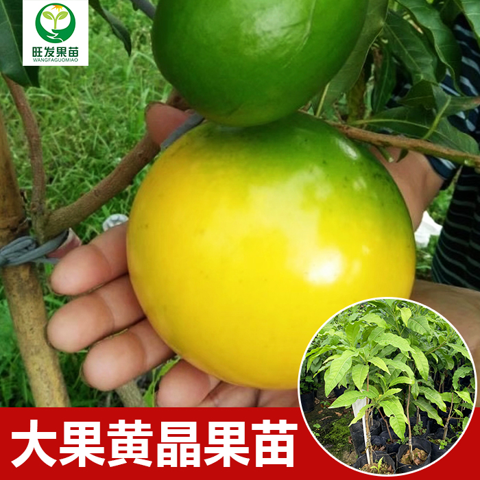 广西大果黄晶果苗
