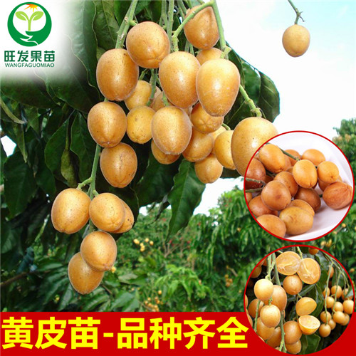 深圳黄皮苗价格，东莞黄皮苗，广东鸡心黄皮苗 