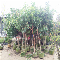 东莞芒果苗\东莞台农一号芒果苗 