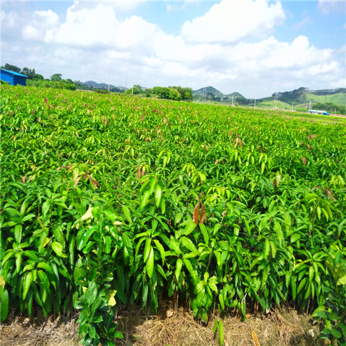 桂七芒果苗，深圳芒果苗，东莞芒果苗 