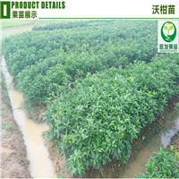 惠州沃柑苗价格，惠州沃柑苗，惠州果树苗 