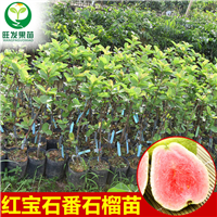 深圳红宝石芭乐苗价格，深圳红宝石芭乐苗 