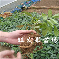 哪里有牛大力苗卖？东莞牛大力苗供应 