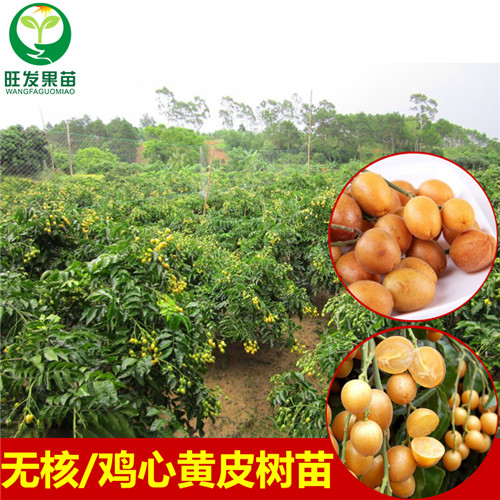 清远黄皮苗批发，清远哪里有黄皮苗卖？ 