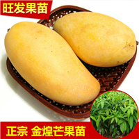 特迟熟芒果—泰国冬芒 
