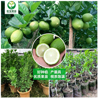 香水柠檬苗