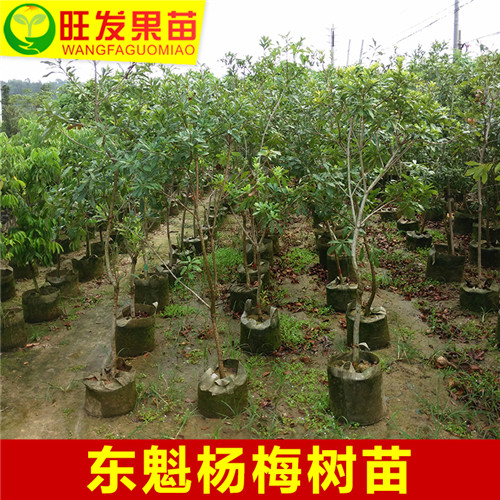 广东东魁杨梅苗价格，广东东魁杨梅苗 