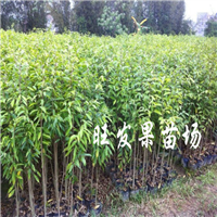 深圳沉香苗批发，深圳出售沉香苗 