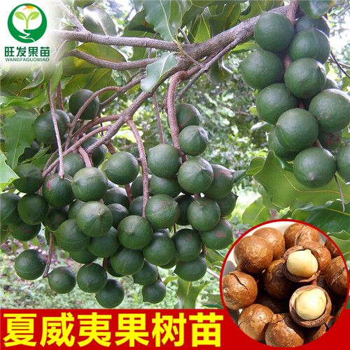 惠州澳洲坚果苗价格，惠州澳洲坚果苗，惠州果苗 