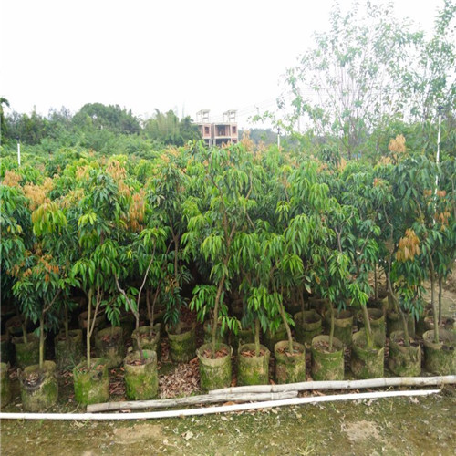 高产量荔枝苗，广东荔枝苗，东莞荔枝苗 