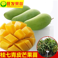 东莞桂七芒果苗，广东桂七芒果，广东果苗 