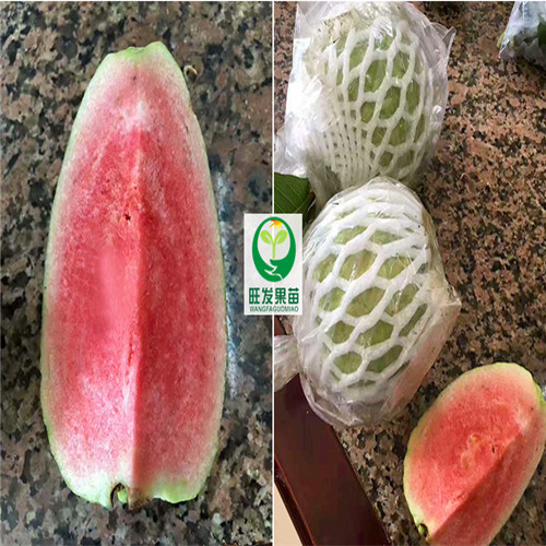 无籽红宝石芭乐苗，广东红宝石芭乐苗，广东果苗 
