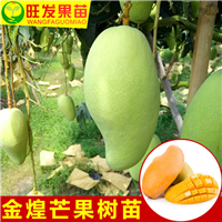 东莞果苗，东莞金煌芒果苗，东莞金煌芒果苗基地 