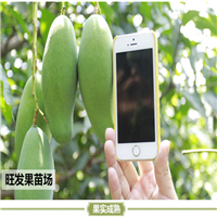 广东桂七芒果苗，广东桂七芒果基地，广东果苗 
