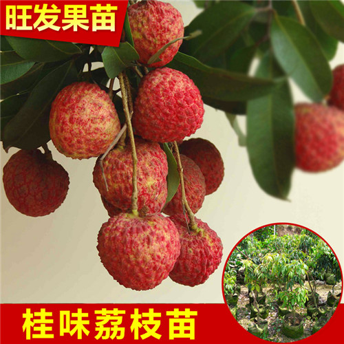 广东荔枝苗批发零售 