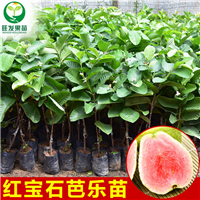 广东红宝石芭乐苗，广东番石榴苗，广东果苗 