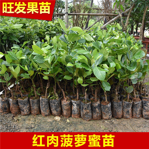 东莞红肉菠萝蜜苗价格、东莞红肉菠萝蜜苗 