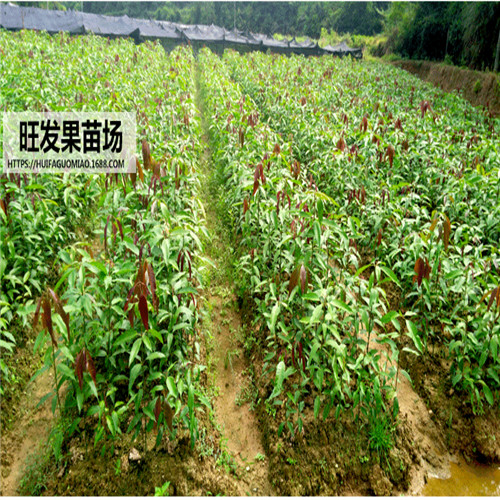 惠州芒果直生苗|惠州芒果苗价格 