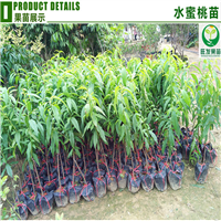 广东水蜜桃苗批发，广东水蜜桃苗，广东桃子树 