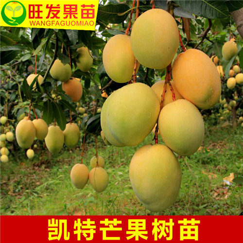 惠州凯特芒果苗价格，惠州凯特芒果，惠州果苗 