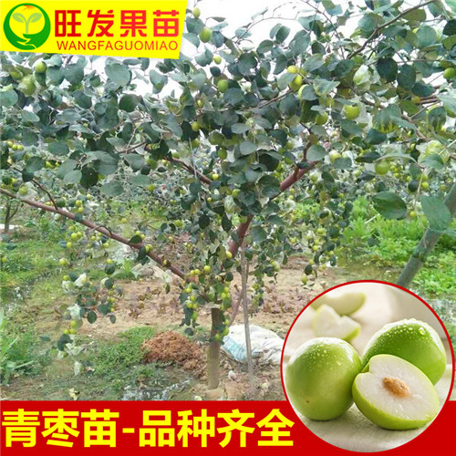 深圳大青枣苗，深圳大青枣苗价格 