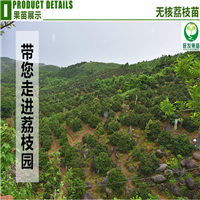广东荔枝苗，惠州荔枝苗，惠州无核荔枝苗 