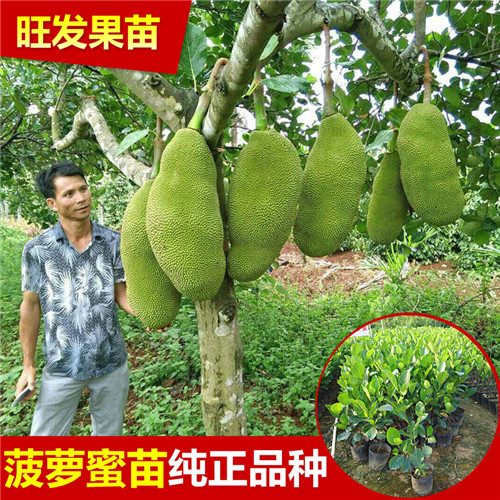 海南马来西亚1号四季菠萝蜜苗 