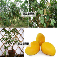 广西四季芒果苗、广西四季芒果苗基地 